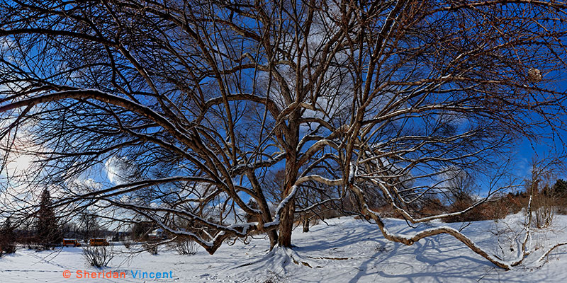 Katsura Winter, closer crop by Sheridan Vincent