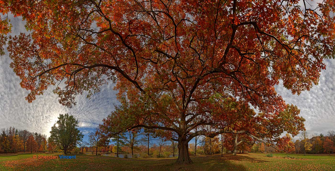 Oak: Seneca Park by Sheridan Vincent