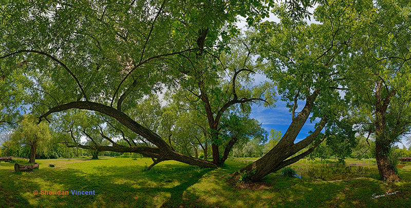 Fallen Willows Ellison Park