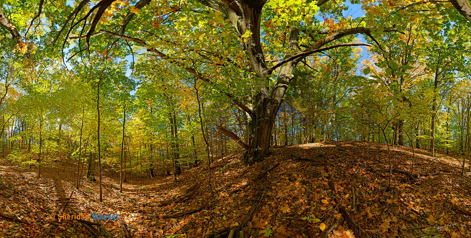 Aged Oak, Gosnell Big Woods Preserve