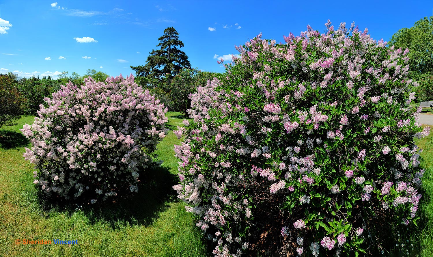 Highland Park Lilacs