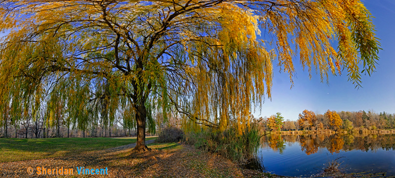 Seneca Pond Willow by Sheridan Vincent