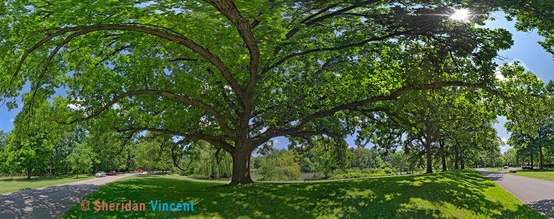 Oak - Seneca Park by Sheridan Vincent